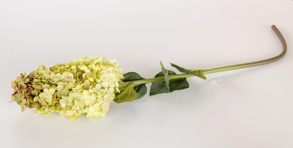Green Paniculata Hydrangea